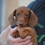 Nimpha-female-miniature-dachshund-puppy-for-sale- (2)