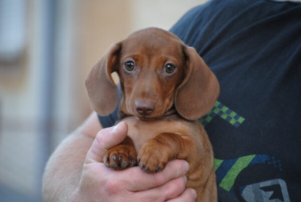 Nimpha Miniature Dachshund Nimpha Miniature Dachshund