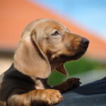 Nimpha-female-miniature-dachshund-puppy-for-sale- (2)