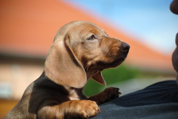 Nimpha Miniature Dachshund Nimpha Miniature Dachshund