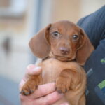 Nimpha-female-miniature-dachshund-puppy-for-sale- (3)
