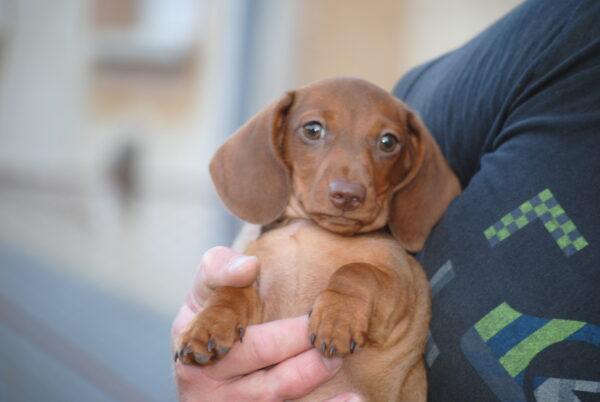 Nimpha Miniature Dachshund Nimpha Miniature Dachshund