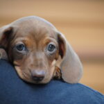 Nimpha-female-miniature-dachshund-puppy-for-sale- (3)