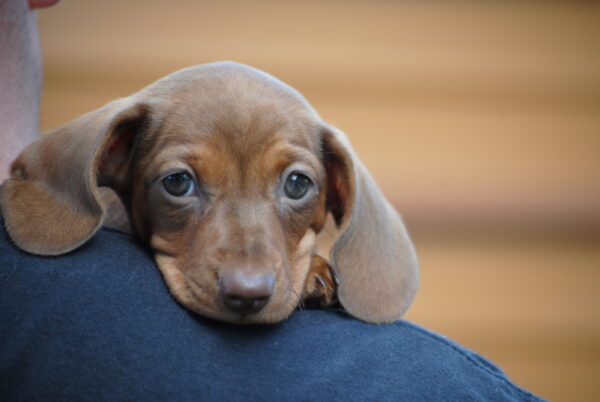 Nimpha Miniature Dachshund Nimpha Miniature Dachshund