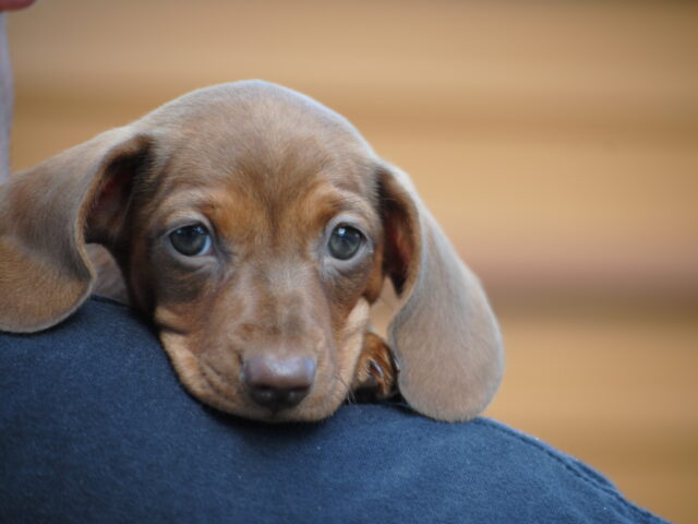 dog memory