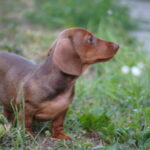 Nimpha-female-miniature-dachshund-puppy-for-sale- (4)