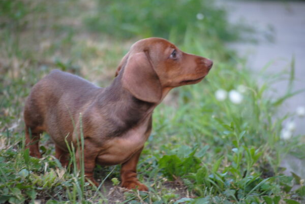 Nimpha Miniature Dachshund Nimpha Miniature Dachshund