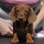 Nimpha-female-miniature-dachshund-puppy-for-sale- (4)