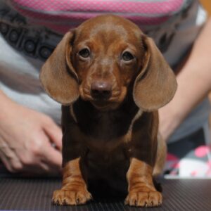 Nimpha Miniature Dachshund Nimpha Miniature Dachshund