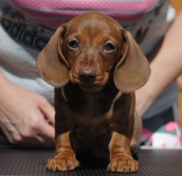 Nimpha Miniature Dachshund Nimpha Miniature Dachshund