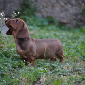 Nimpha Miniature Dachshund Nimpha Miniature Dachshund