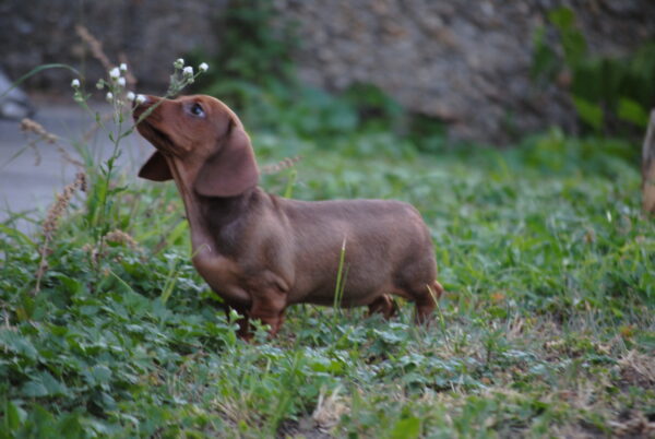 Nimpha Miniature Dachshund Nimpha Miniature Dachshund