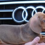 Nimpha-female-miniature-dachshund-puppy-for-sale- (6)