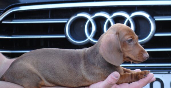 Nimpha Miniature Dachshund Nimpha Miniature Dachshund