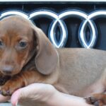 Nimpha-female-miniature-dachshund-puppy-for-sale- (7)