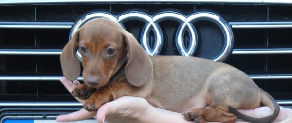 Nimpha Miniature Dachshund Nimpha Miniature Dachshund