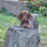 Nimpha-female-miniature-dachshund-puppy-for-sale- (8)