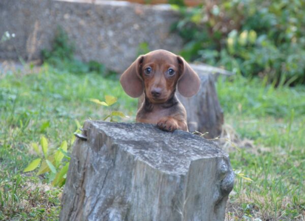 Nimpha Miniature Dachshund Nimpha Miniature Dachshund