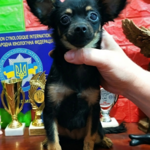 Niysa Russian Toy Terrier Niysa Russian Toy Terrier
