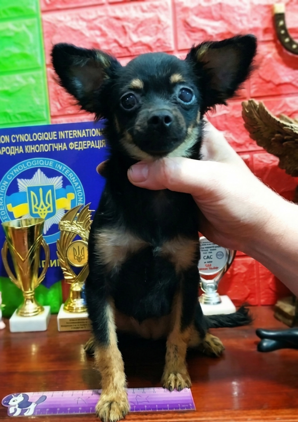 Niysa Russian Toy Terrier Niysa Russian Toy Terrier