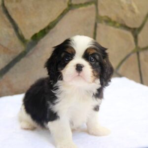 Noble Cavalier King Charles Spaniel Noble Cavalier King Charles Spaniel