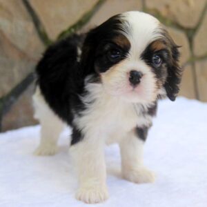 Noble Cavalier King Charles Spaniel Noble Cavalier King Charles Spaniel