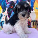 Noel-male-miniature-schnauzer-puppy-for-sale- (1)