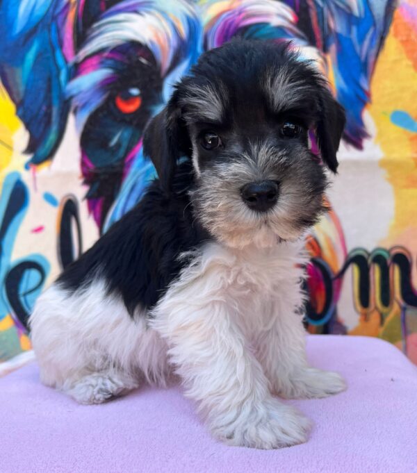 Noel Miniature Schnauzer Noel Miniature Schnauzer