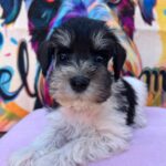 Noel-male-miniature-schnauzer-puppy-for-sale- (2)