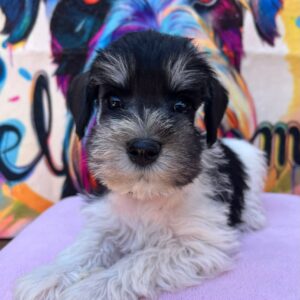 Noel Miniature Schnauzer Noel Miniature Schnauzer