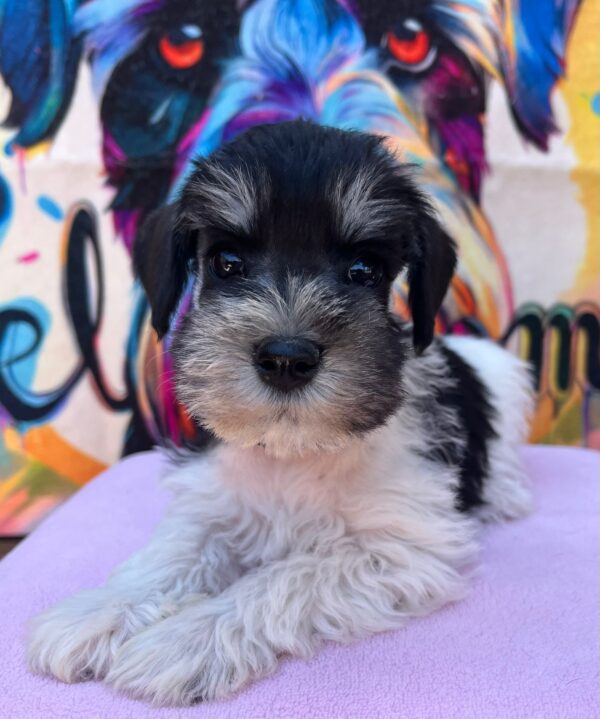 Noel Miniature Schnauzer Noel Miniature Schnauzer