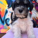 Noel-male-miniature-schnauzer-puppy-for-sale- (3)