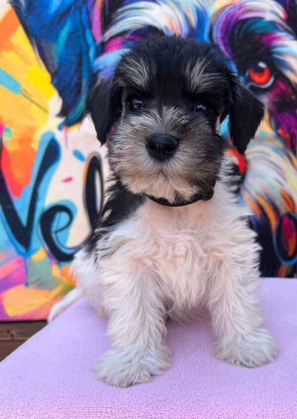 Noel Miniature Schnauzer Noel Miniature Schnauzer