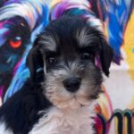 Noel-male-miniature-schnauzer-puppy-for-sale- (4)