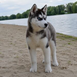 Norma Siberian Husky Norma Siberian Husky