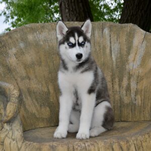 Norma Siberian Husky Norma Siberian Husky