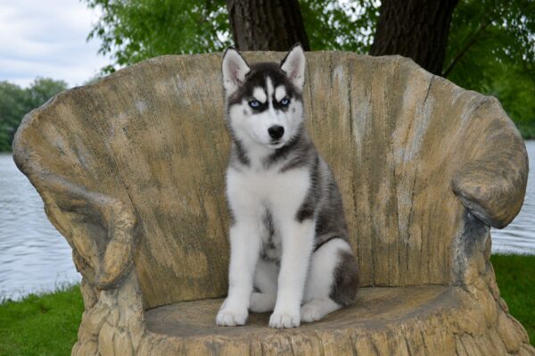 Norma Siberian Husky Norma Siberian Husky
