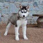 Norma-female-Siberian-husky-puppy-for-sale-3