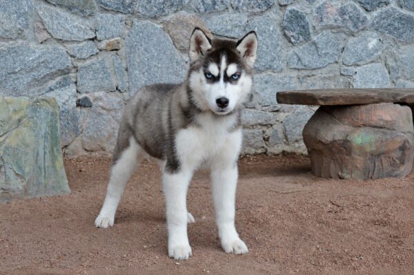 Norma Siberian Husky Norma Siberian Husky