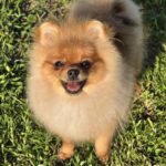 Nova-female-Pomeranian-puppy-for-sale-1