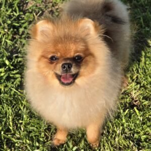 Nova Pomeranian Nova Pomeranian