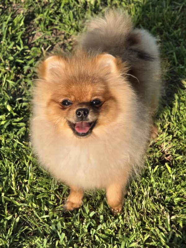 Nova Pomeranian Nova Pomeranian