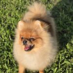 Nova-female-Pomeranian-puppy-for-sale-2