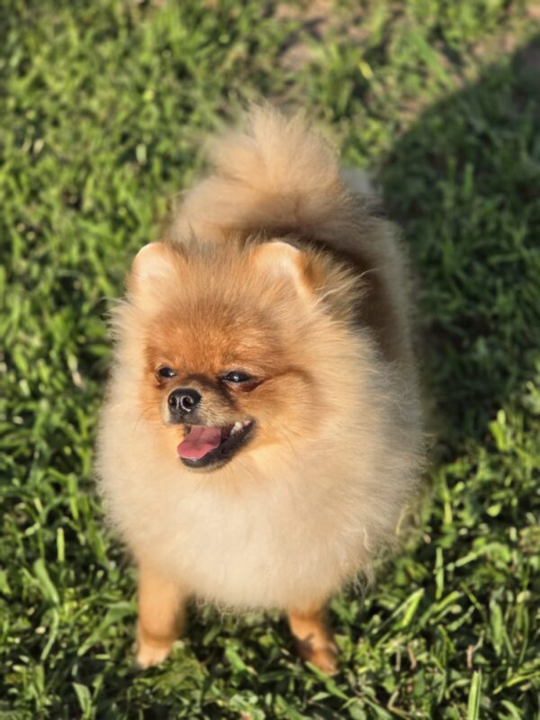 Nova Pomeranian Nova Pomeranian
