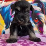 Odry-female-miniature-schnauzer-puppy-for-sale- (1)