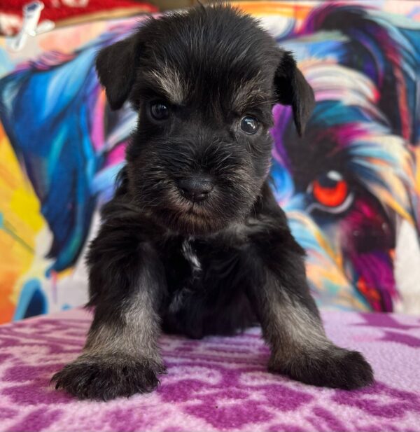 Odry Miniature Schnauzer Odry Miniature Schnauzer