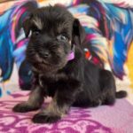 Odry-female-miniature-schnauzer-puppy-for-sale- (2)