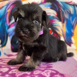 Odry Miniature Schnauzer Odry Miniature Schnauzer
