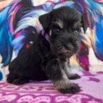Odry-female-miniature-schnauzer-puppy-for-sale- (3)