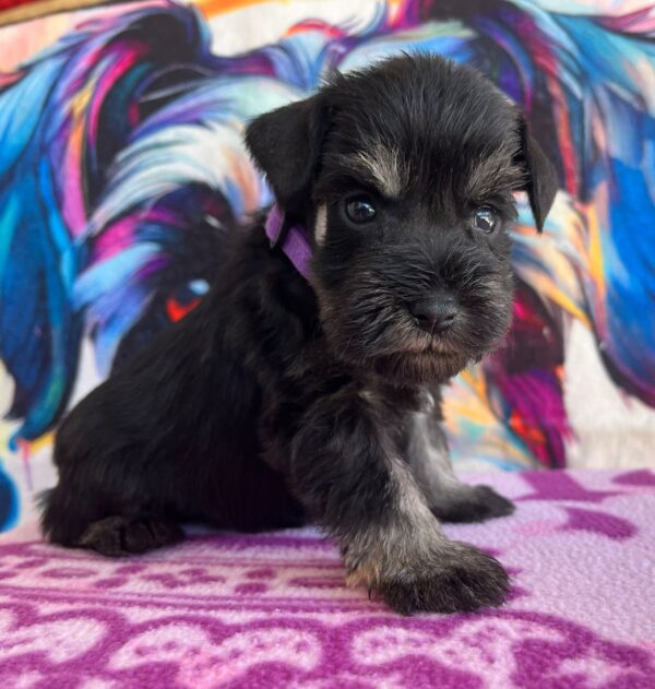 Odry Miniature Schnauzer Odry Miniature Schnauzer